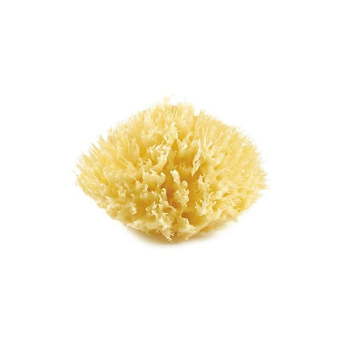 Mořská houba, Yellow Mořská houba, Yellow